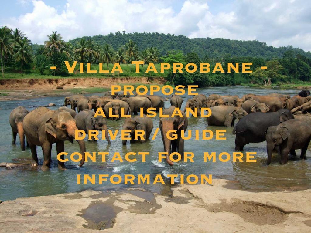 Villa Taprobane Negombo Exterior photo